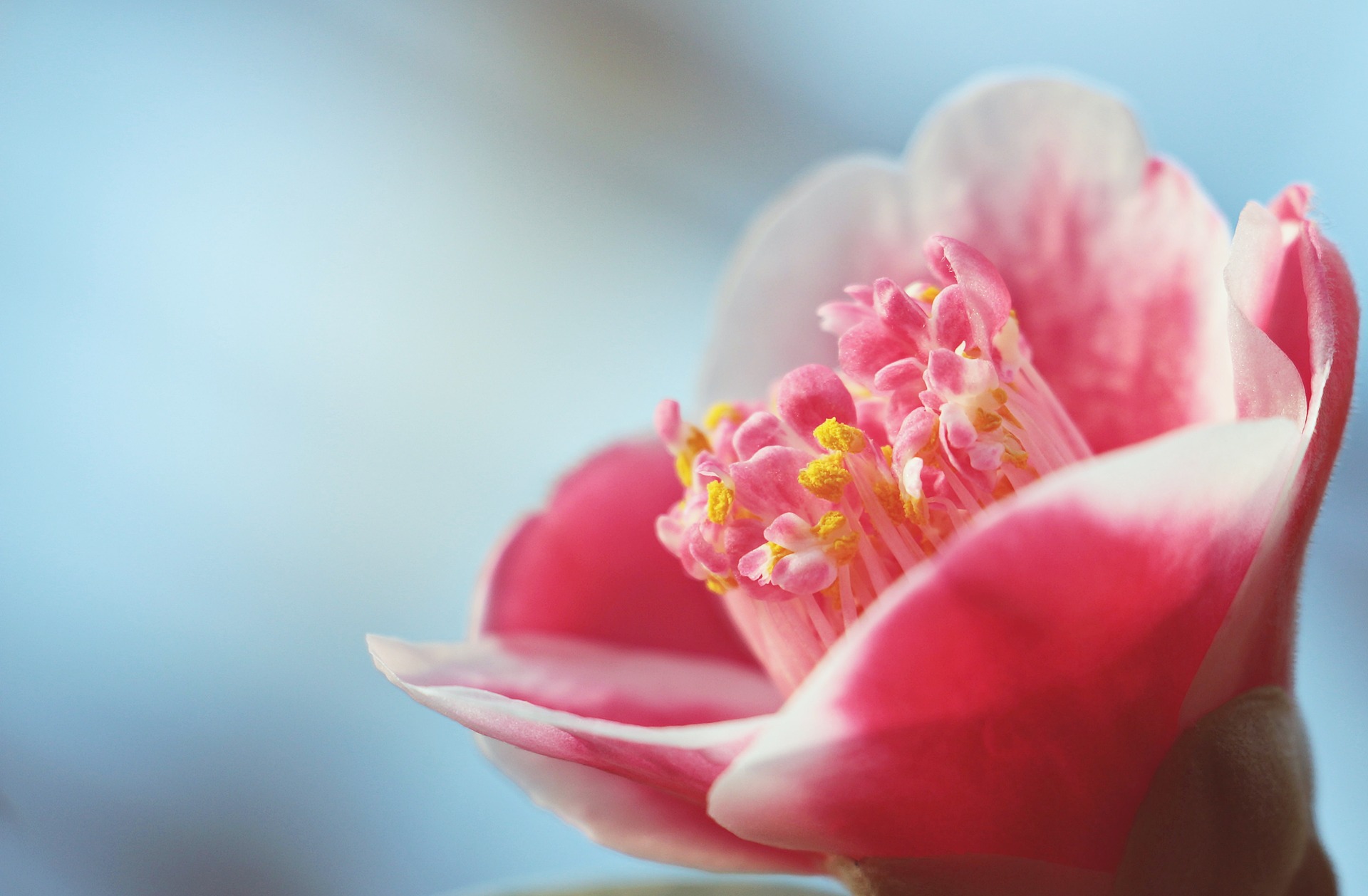 Fiori per l'inverno per il giardino e il terrazzo