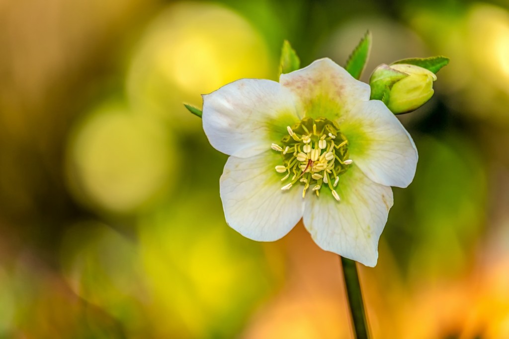 Fiori per l'inverno per il giardino e il terrazzo