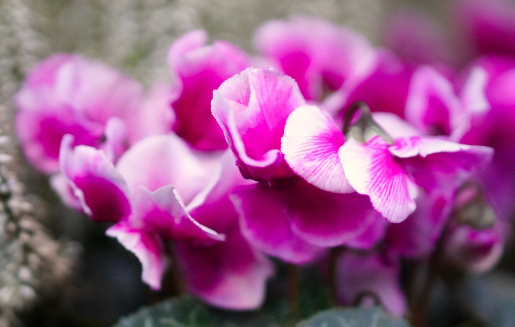 Fiori per l'inverno per il giardino e il terrazzo