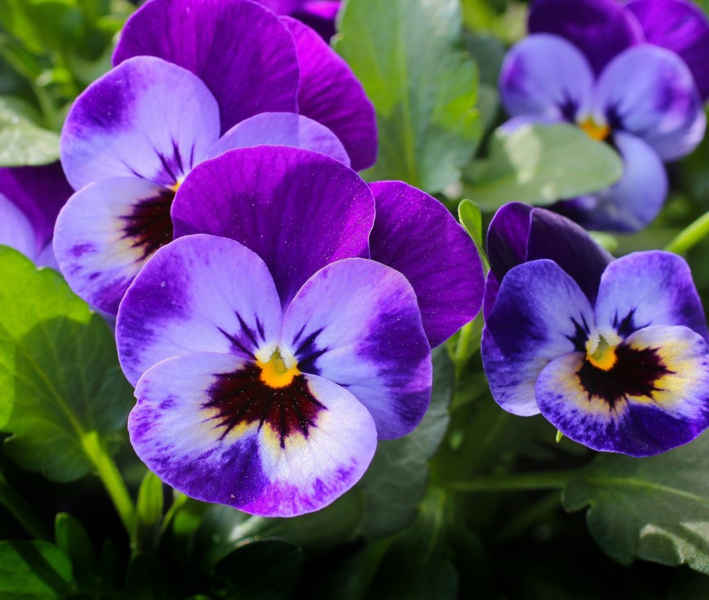 Fiori per l'inverno per il giardino e il terrazzo