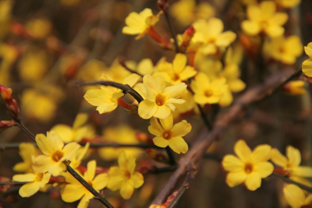 Fiori per l'inverno per il giardino e il terrazzo