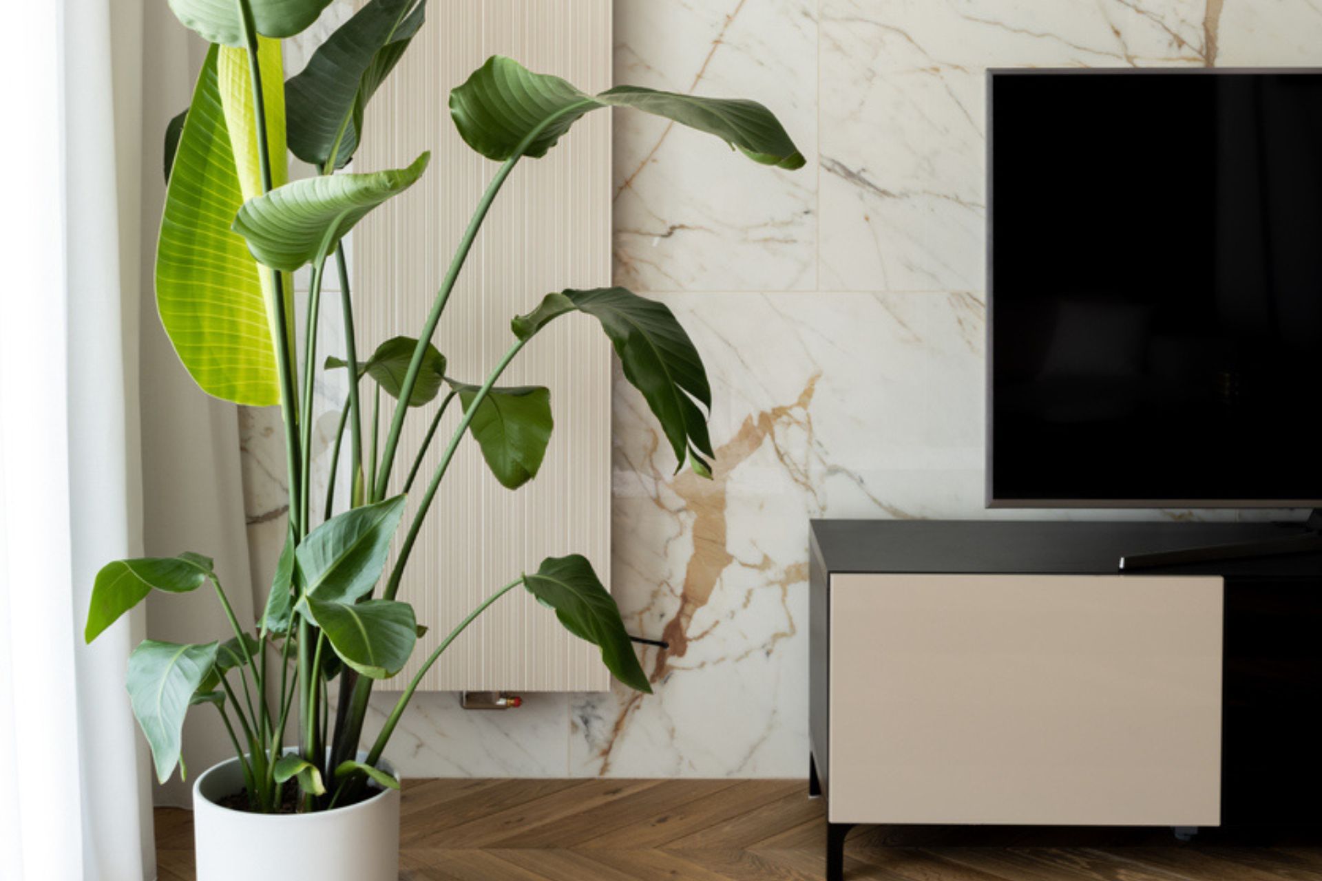 Piante da interno