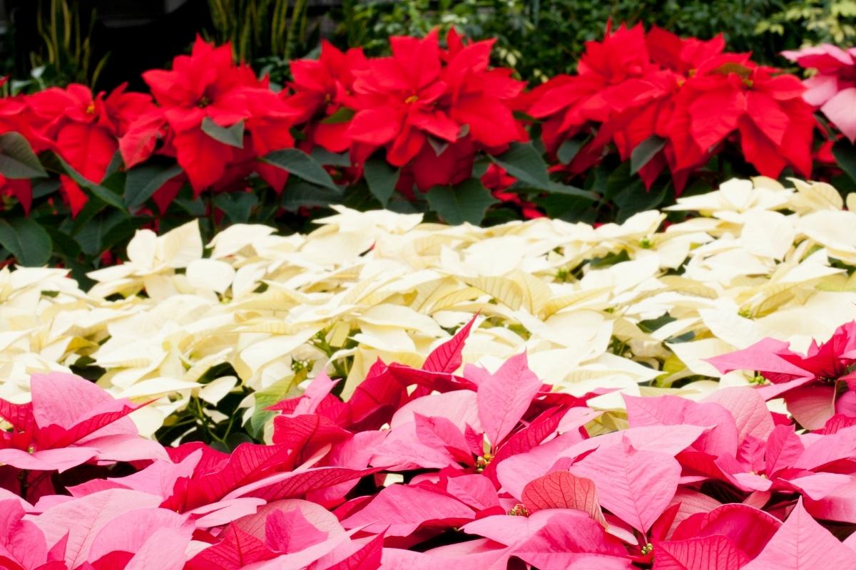 Piante da regalare a Natale:7 idee tra fascino e decorazione