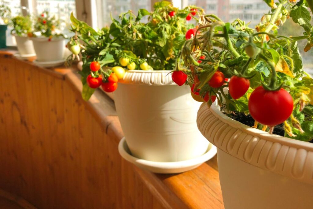 Creare un orto in vaso: verdure fresche in casa tutto l’anno | Casa di ...