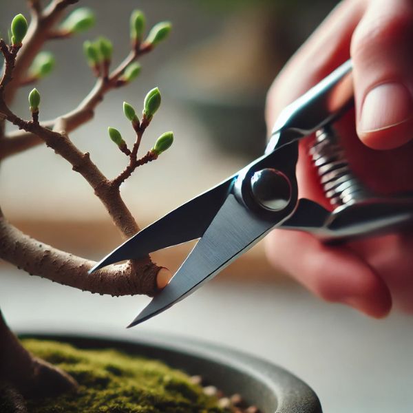Potare un bonsai: tecniche e consigli pratici