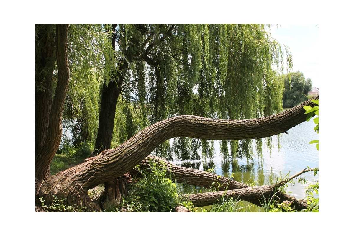Alberi per ombra in giardino: scopri 7 specie a crescita veloce