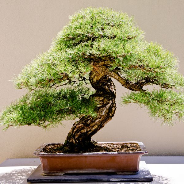 Bonsai per il soggiorno: come scegliere quello perfetto