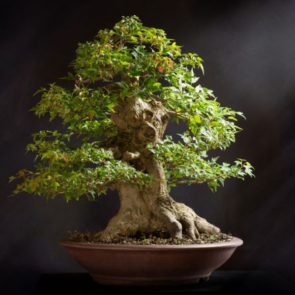Bonsai per il soggiorno: come scegliere quello perfetto
