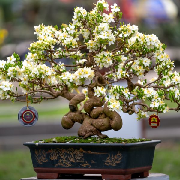 Bonsai per il soggiorno: come scegliere quello perfetto