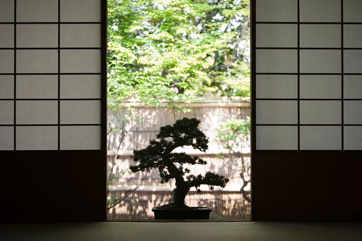 I migliori bonsai da interno per un ambiente elegante e rilassante
