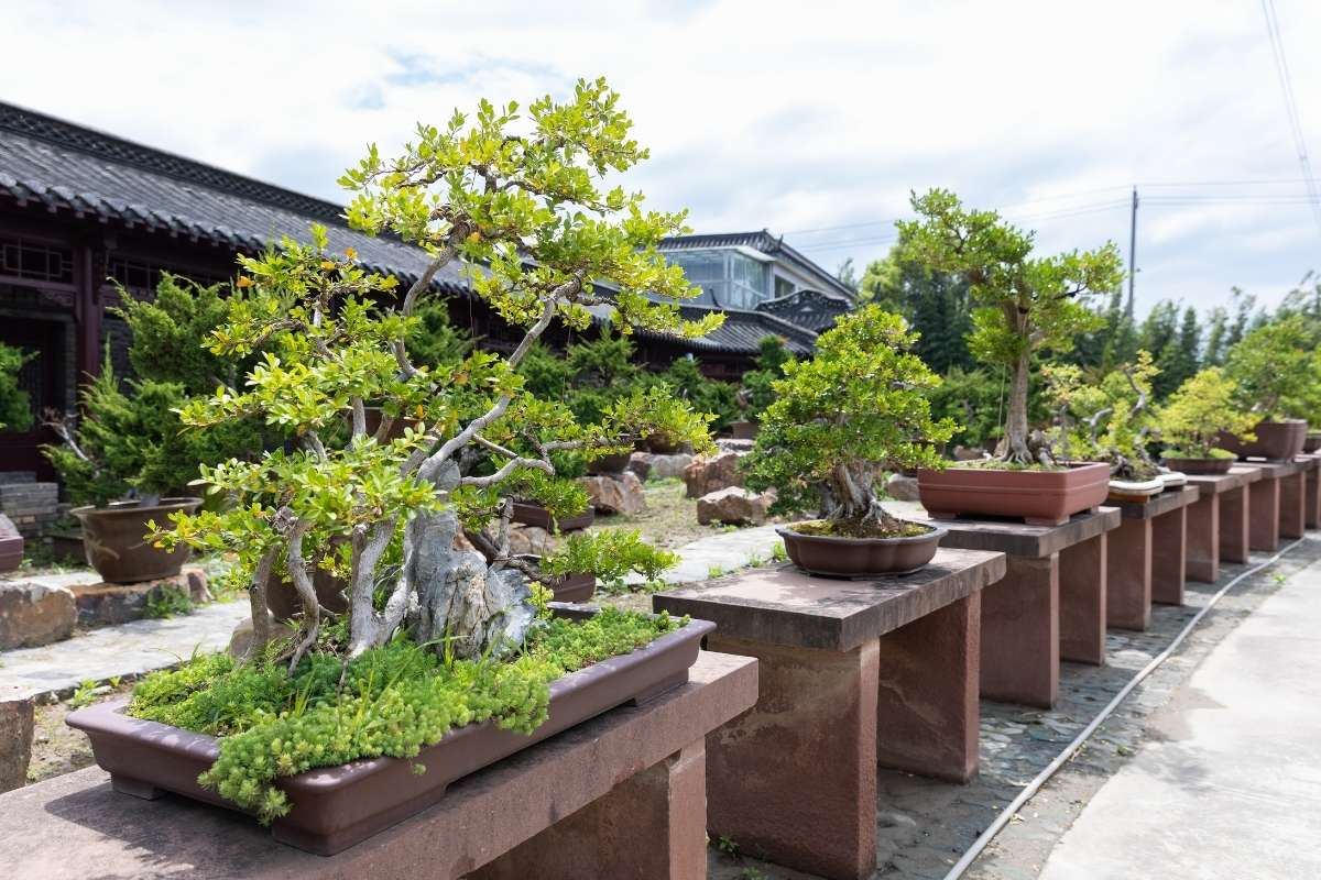 Bonsai per il soggiorno: come scegliere quello perfetto