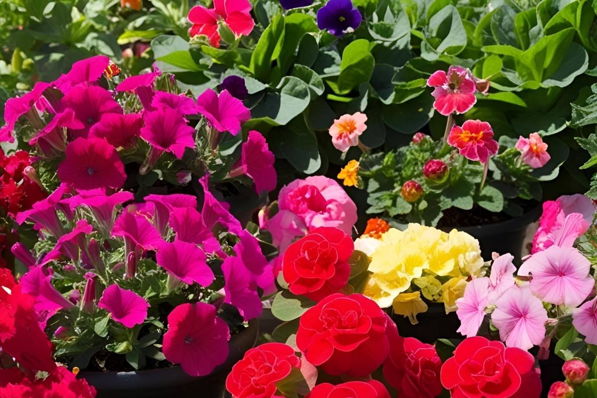 alcuni fiori tipici di aprile