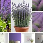 collage di immagini di coltivazione lavanda