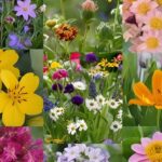 alcuni dei fiori di maggio