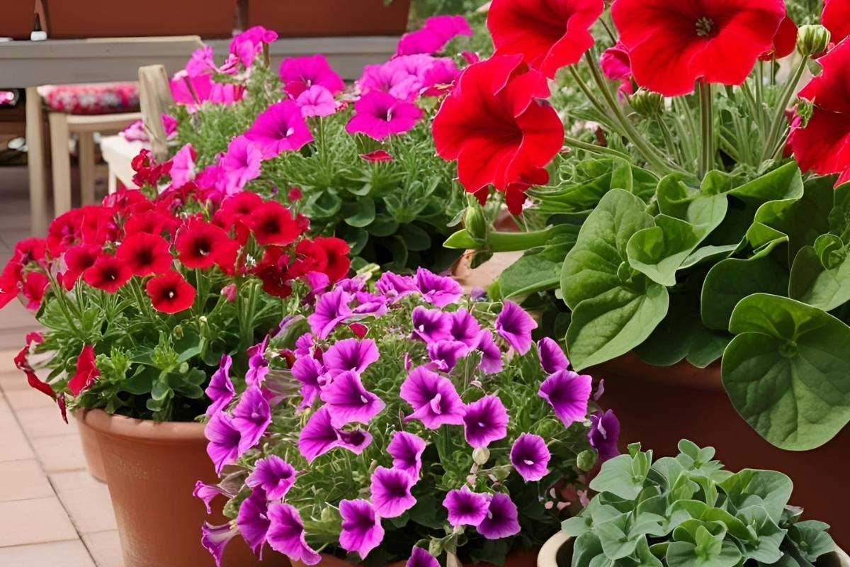 fiori di petunie e di gerani