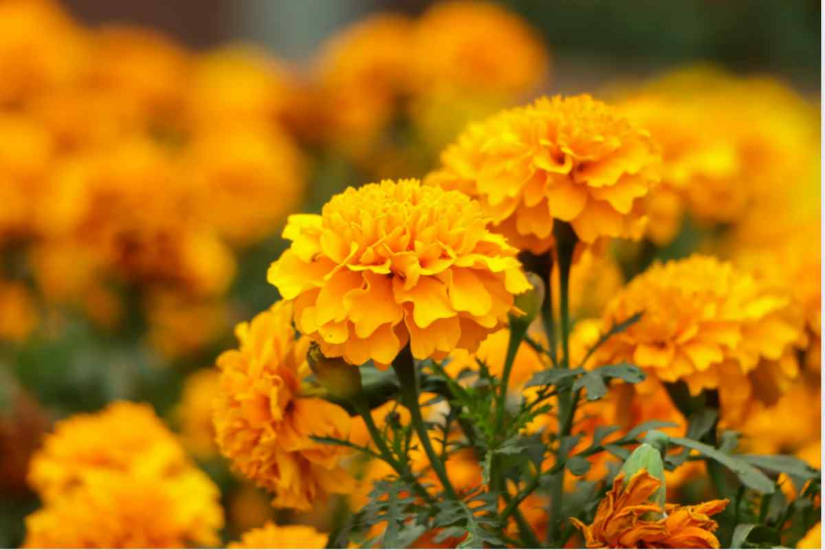 calendula
