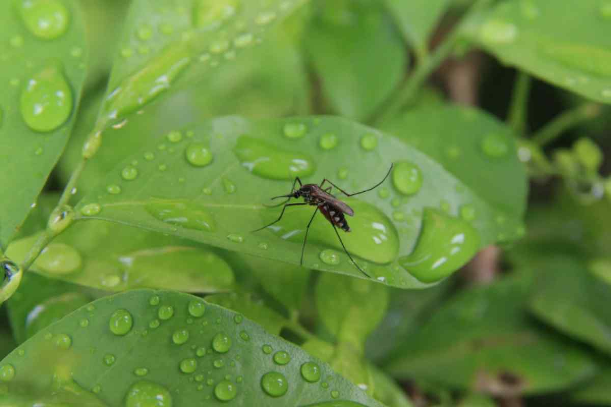 pianta zanzara