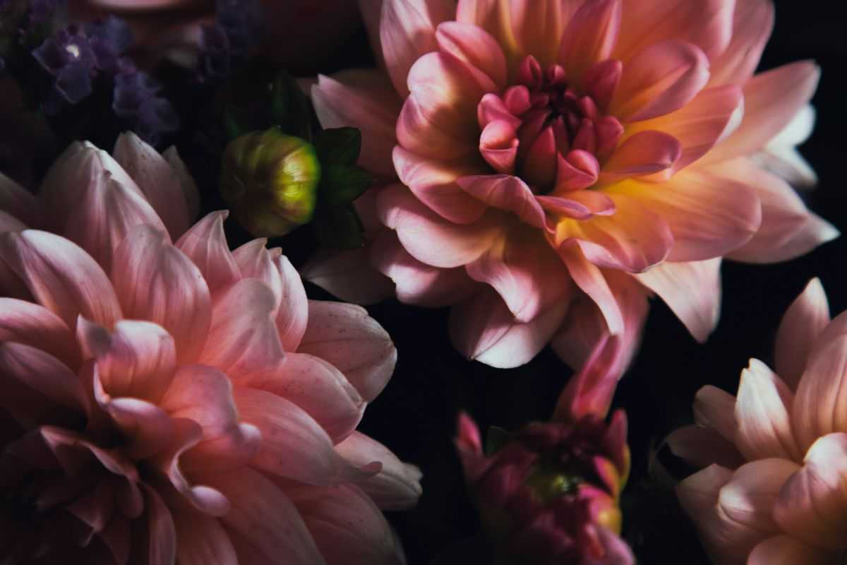 fiori dalie