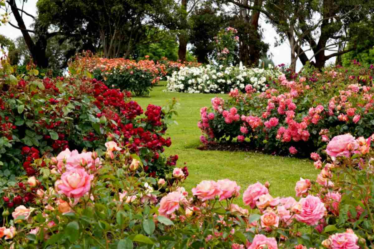 giardino e rose