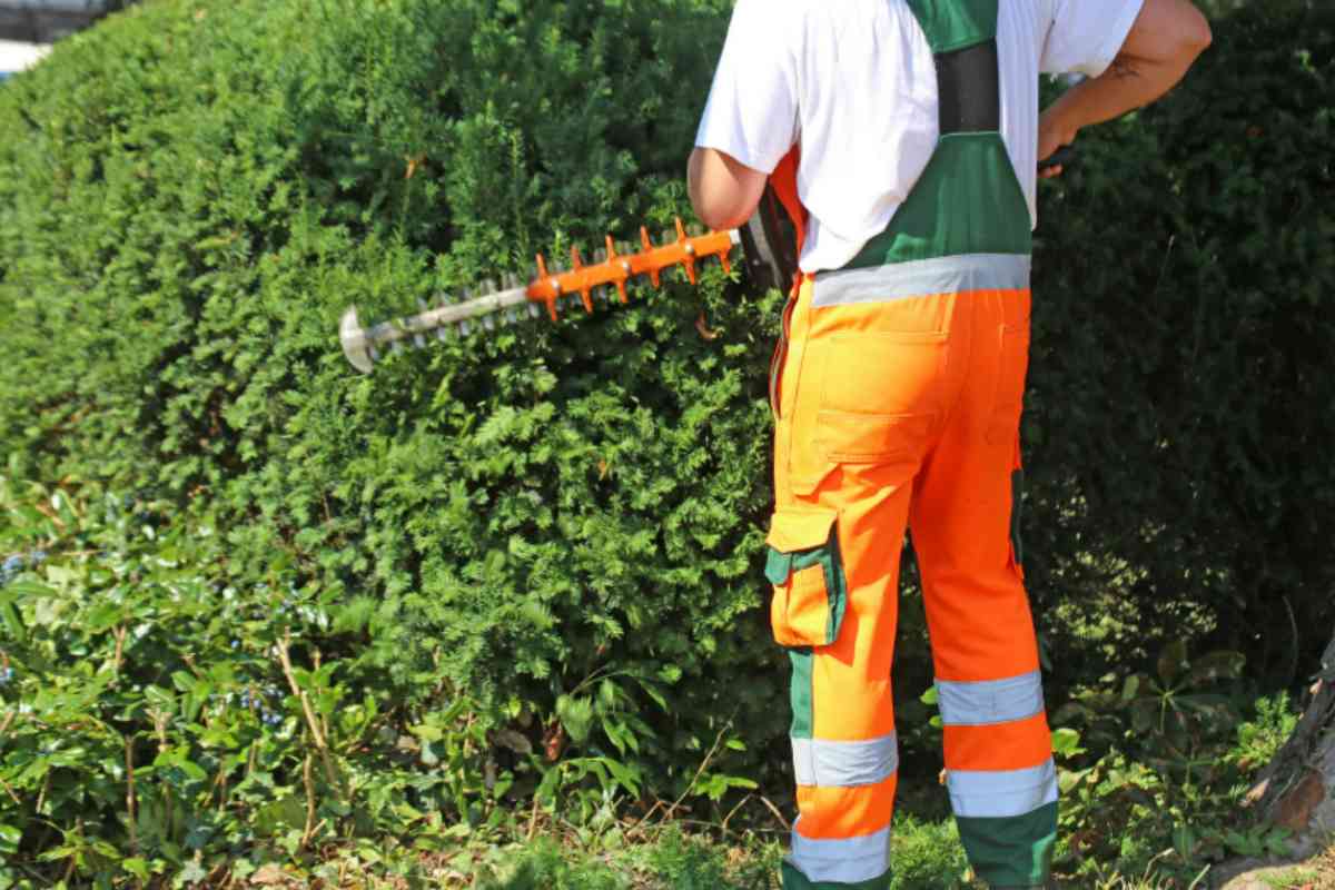 tagliare siepi con la motosega