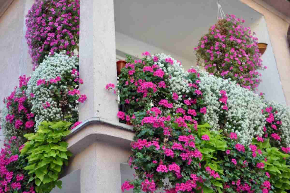 balcone geranio