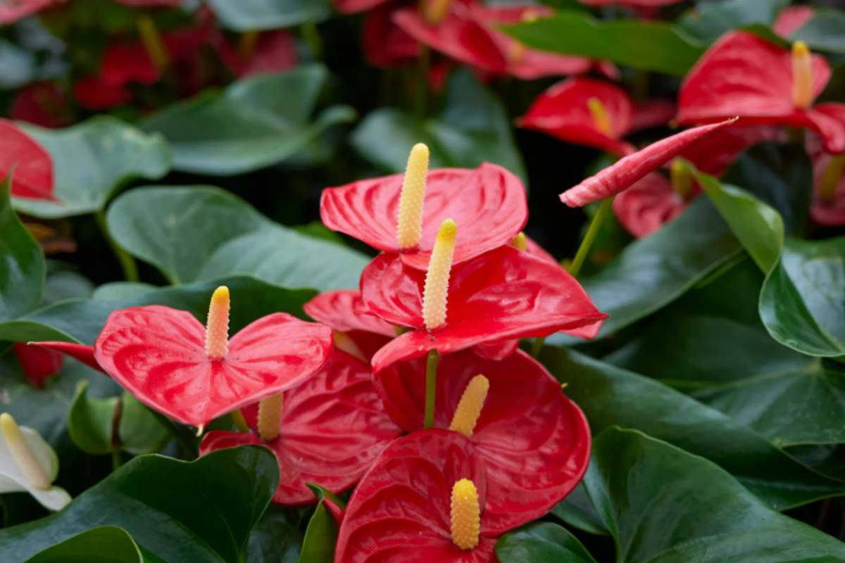 Anthurium