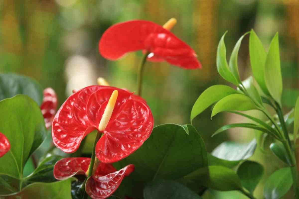 anthurium