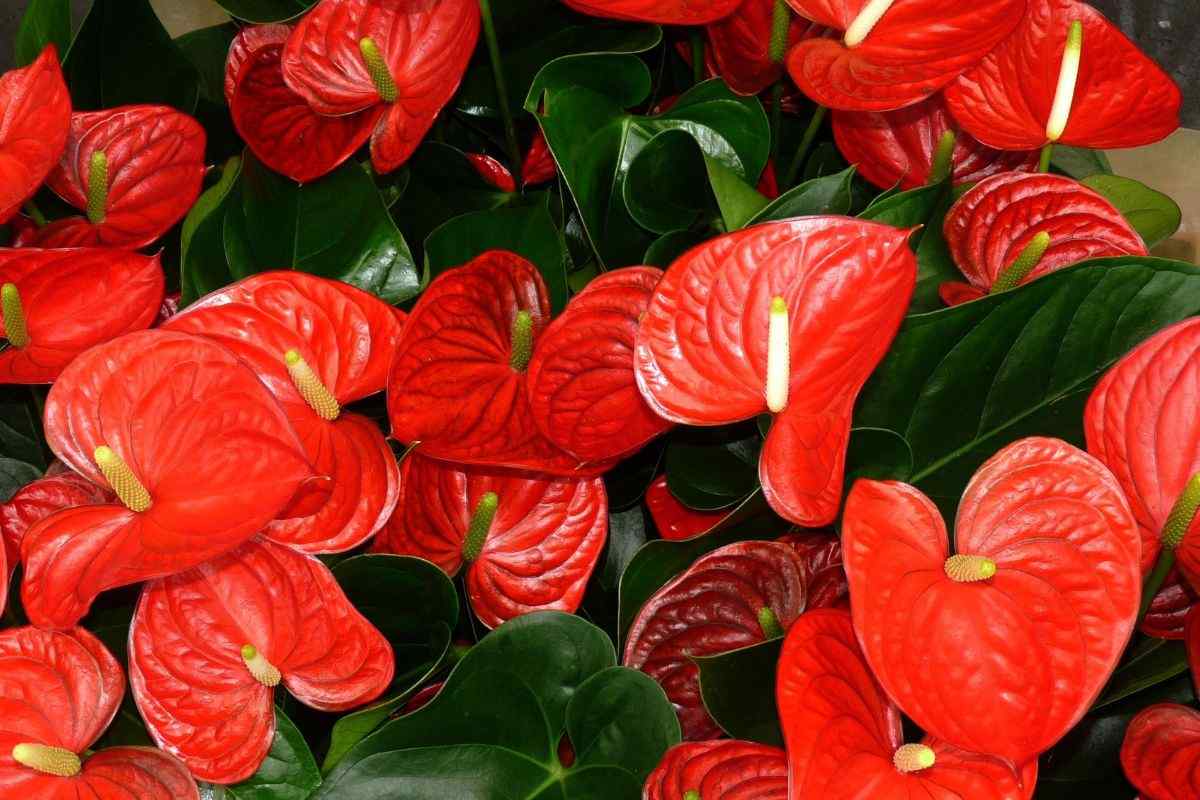 Anthurium pianta