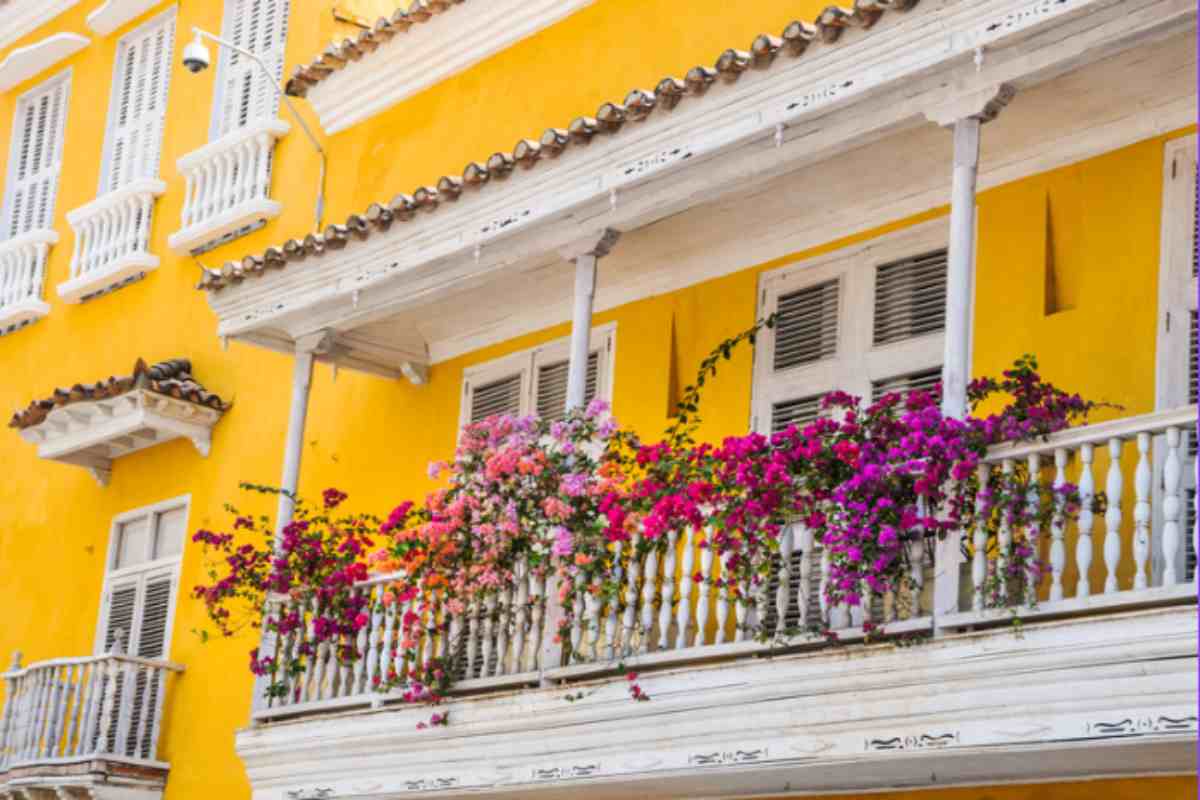 bouganvillea balcone