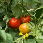 piante pomodori