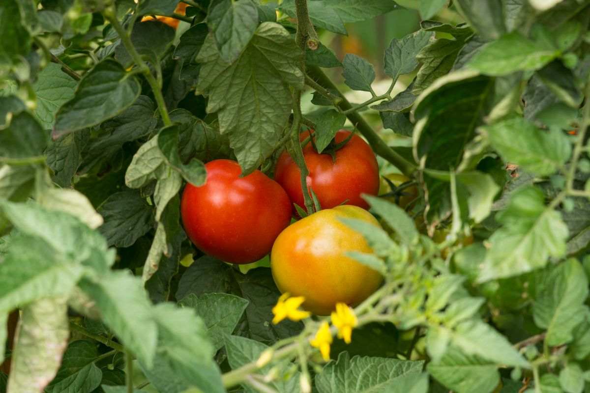 piante pomodori