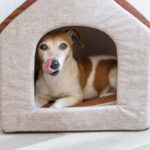 cuccia cane casa