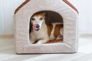 cuccia cane casa