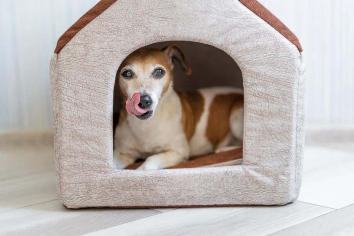 cuccia cane casa