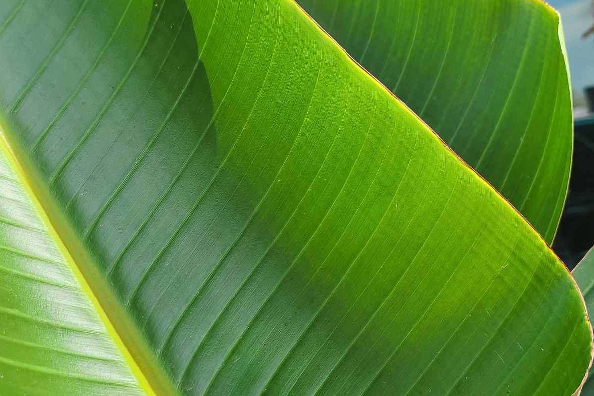 foglia di bananan