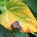 foglie macchuate Anthurium