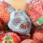 fragole con muffa
