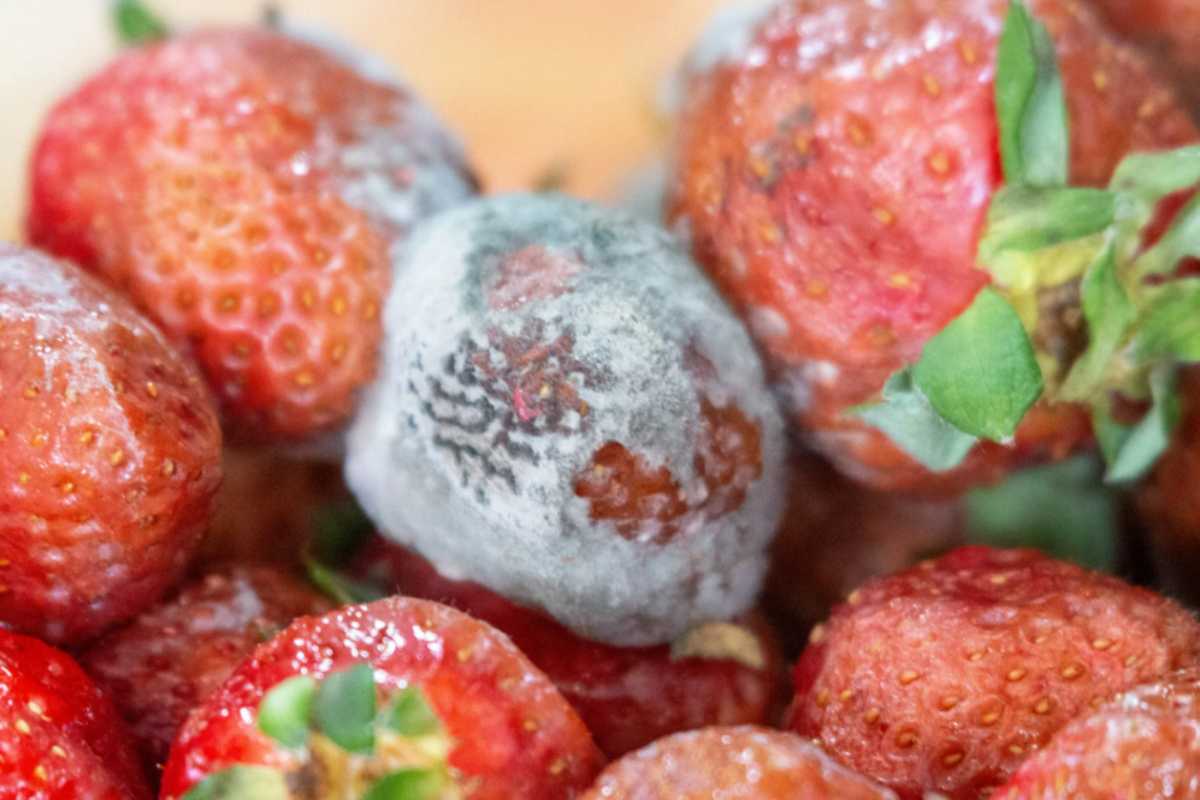 fragole con muffa