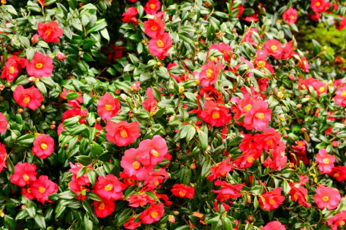 giardino fiori