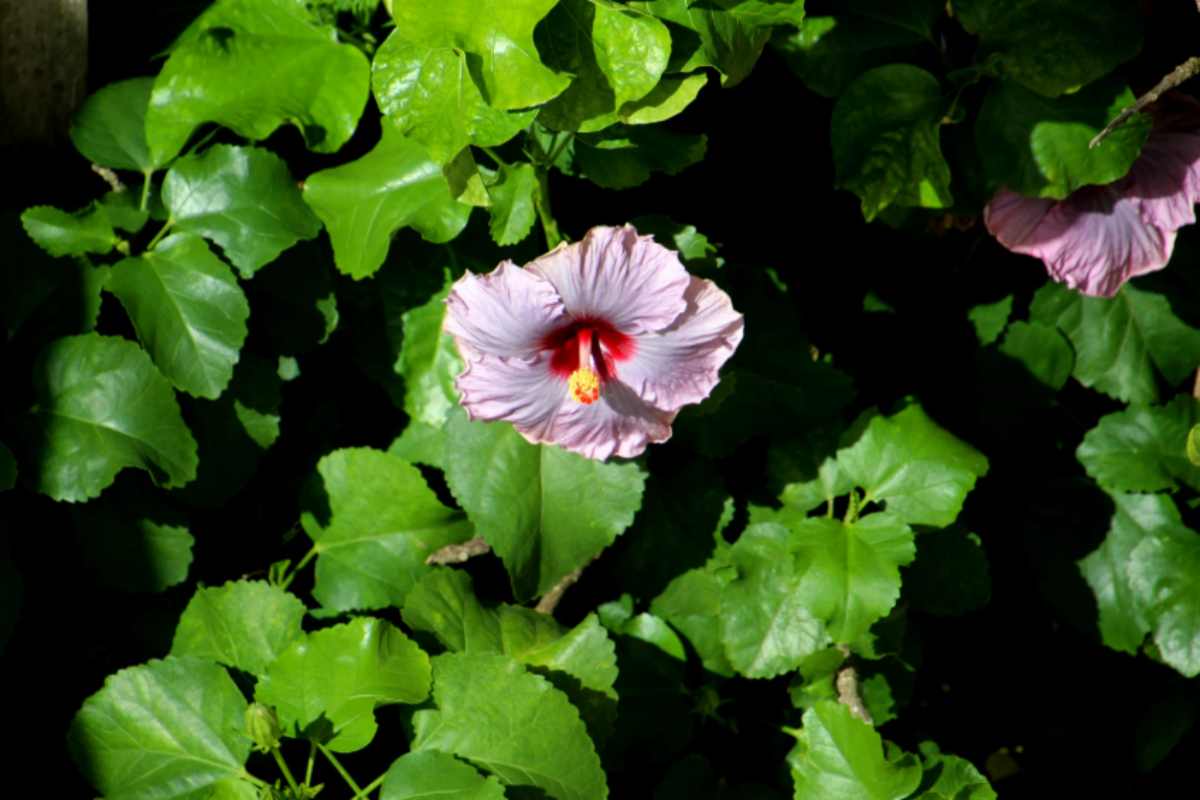 ibisco