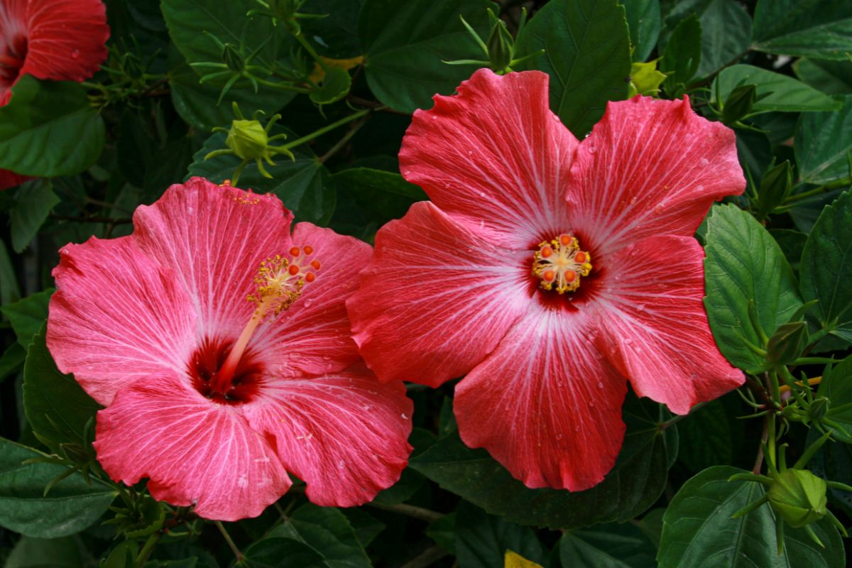 ibisco