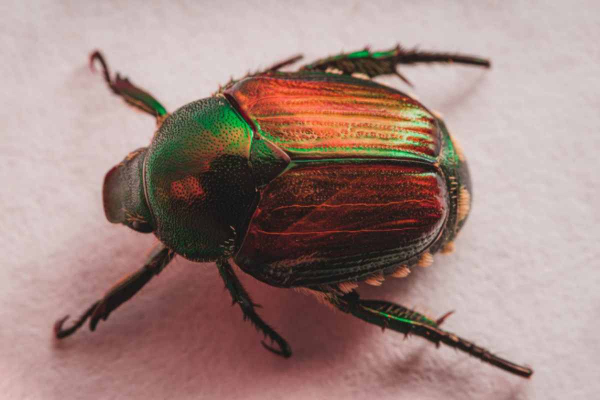 insetto popilia japonica