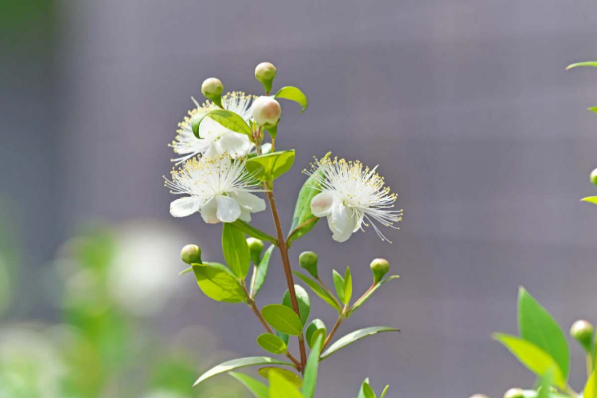 mirto fiore