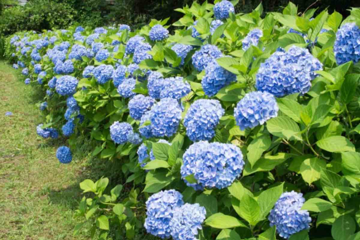 ortensia giardino