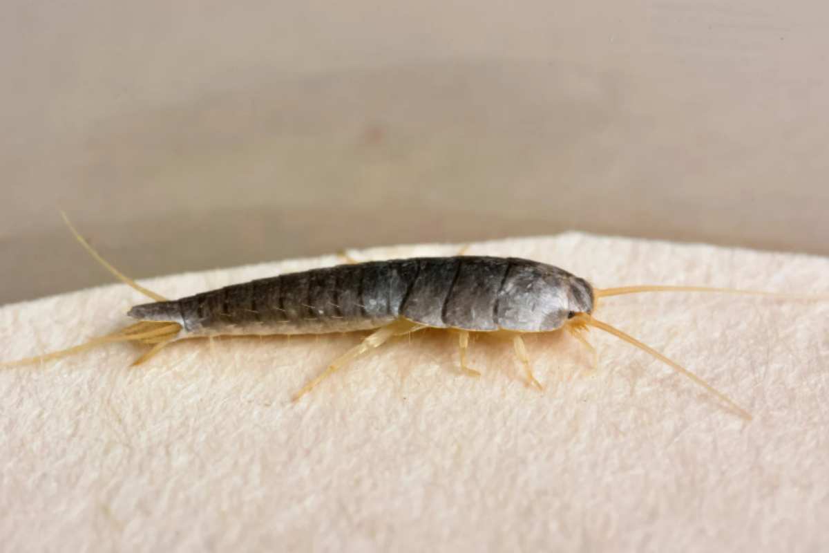 pesciolini d'argento