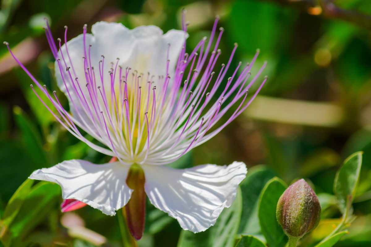 pianta del cappero