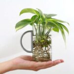 piante che vivono in acqua