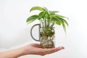 piante che vivono in acqua