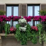 piante rampicanti da balcone