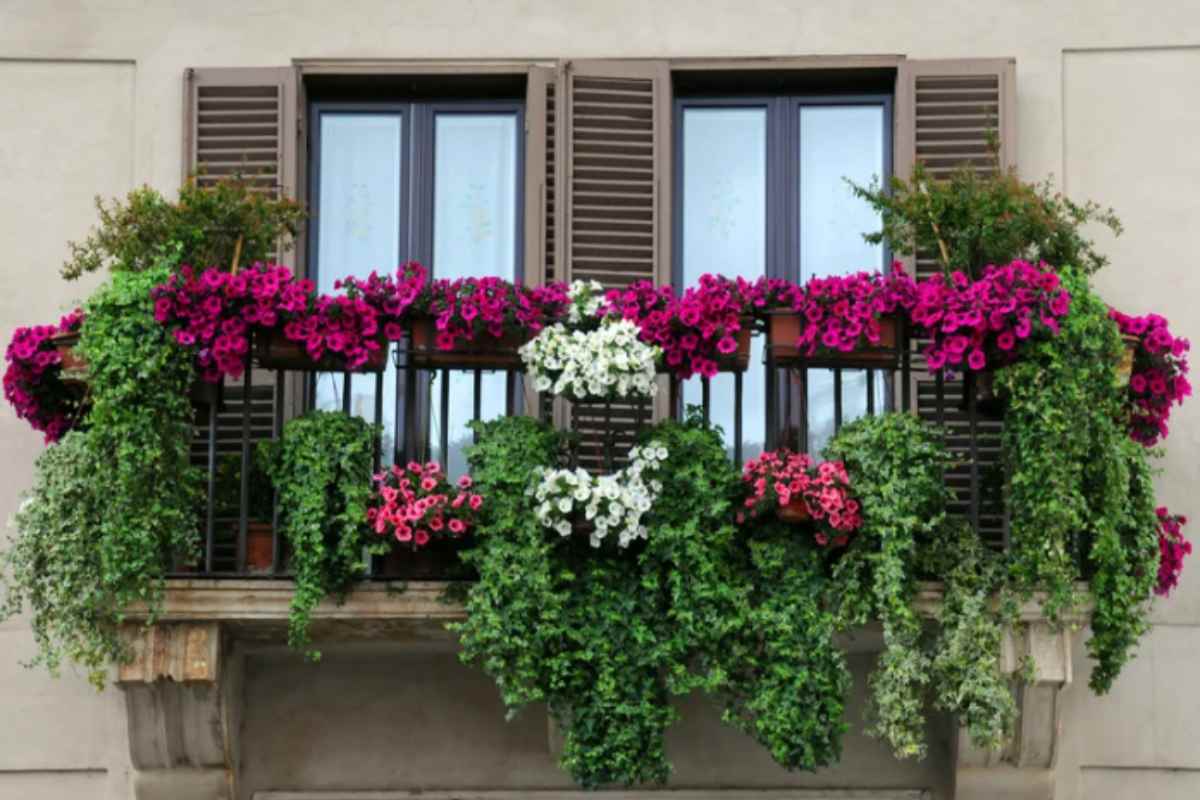 piante rampicanti da balcone